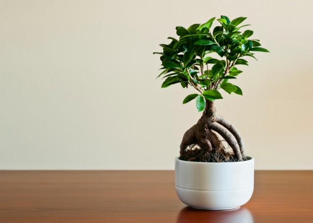 Как выбрать растения в горшках по фен-шуй для привлечения удачи и здоровья